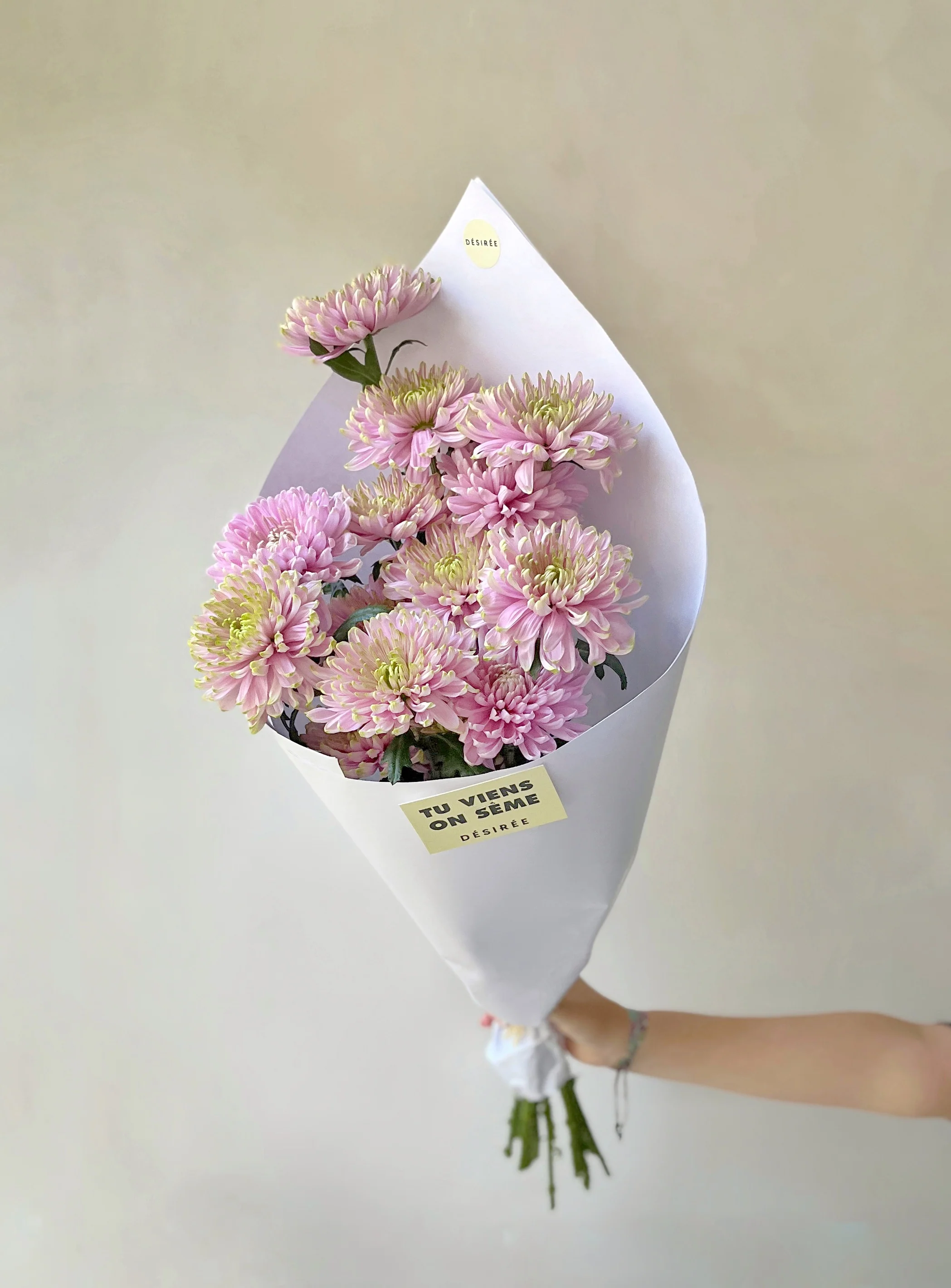 Belle fleur de la saison : chrysanthèmes géants