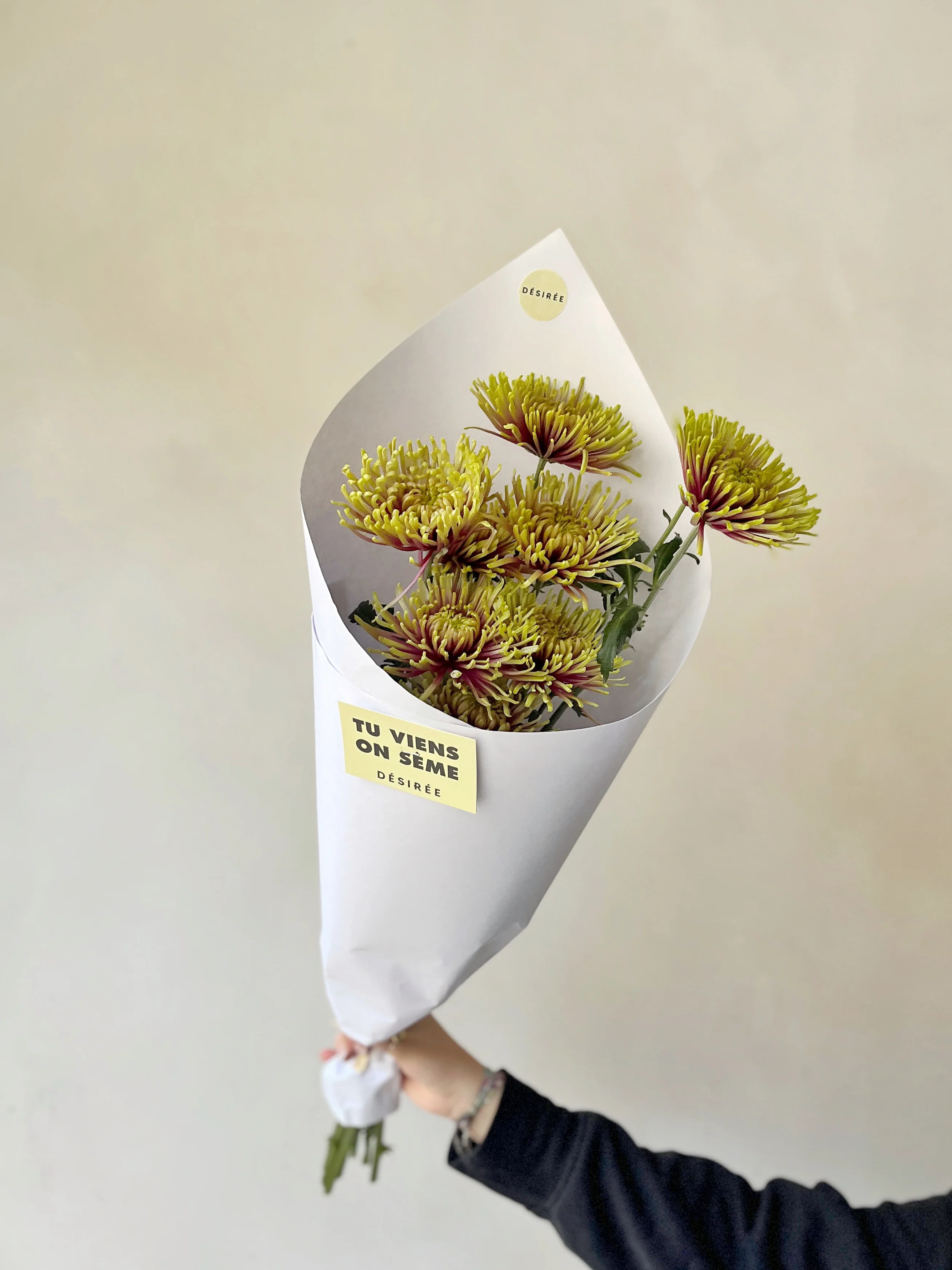 Belle fleur de la saison : chrysanthèmes géants - Image 2