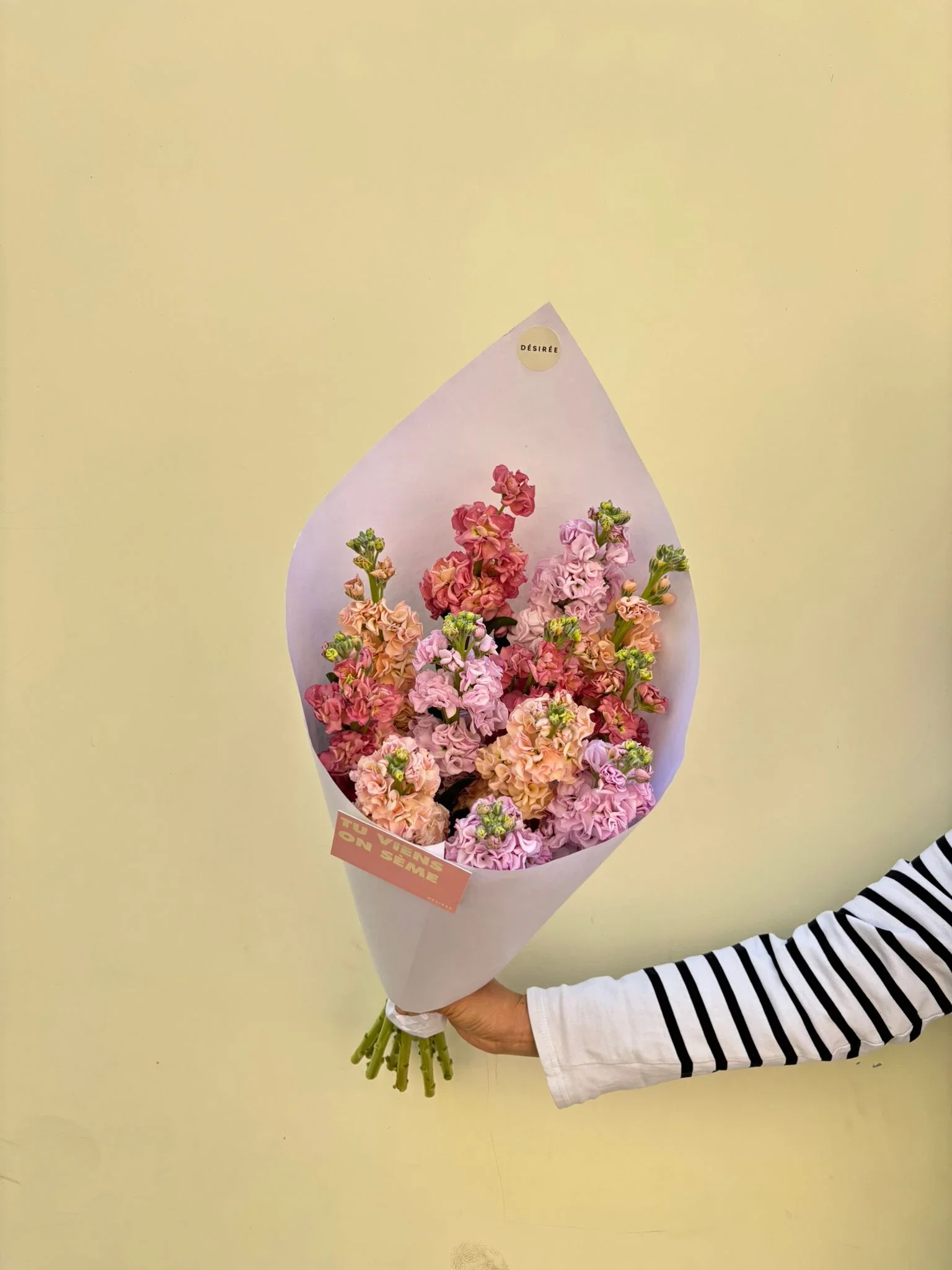 Belle Fleur de la saison : Le giroflée