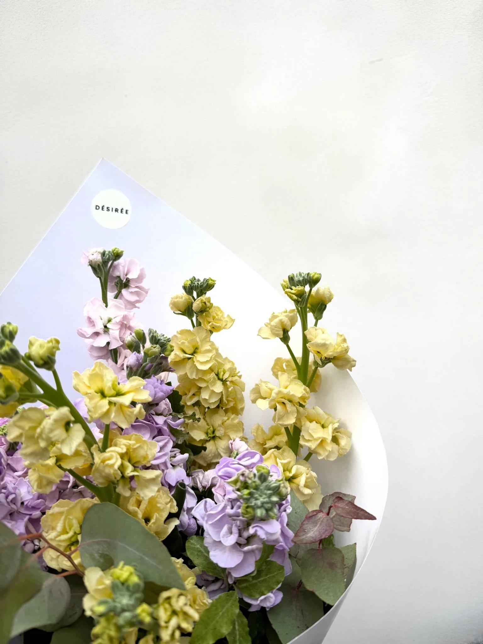Belle Fleur de la saison : Le giroflée - Image 3