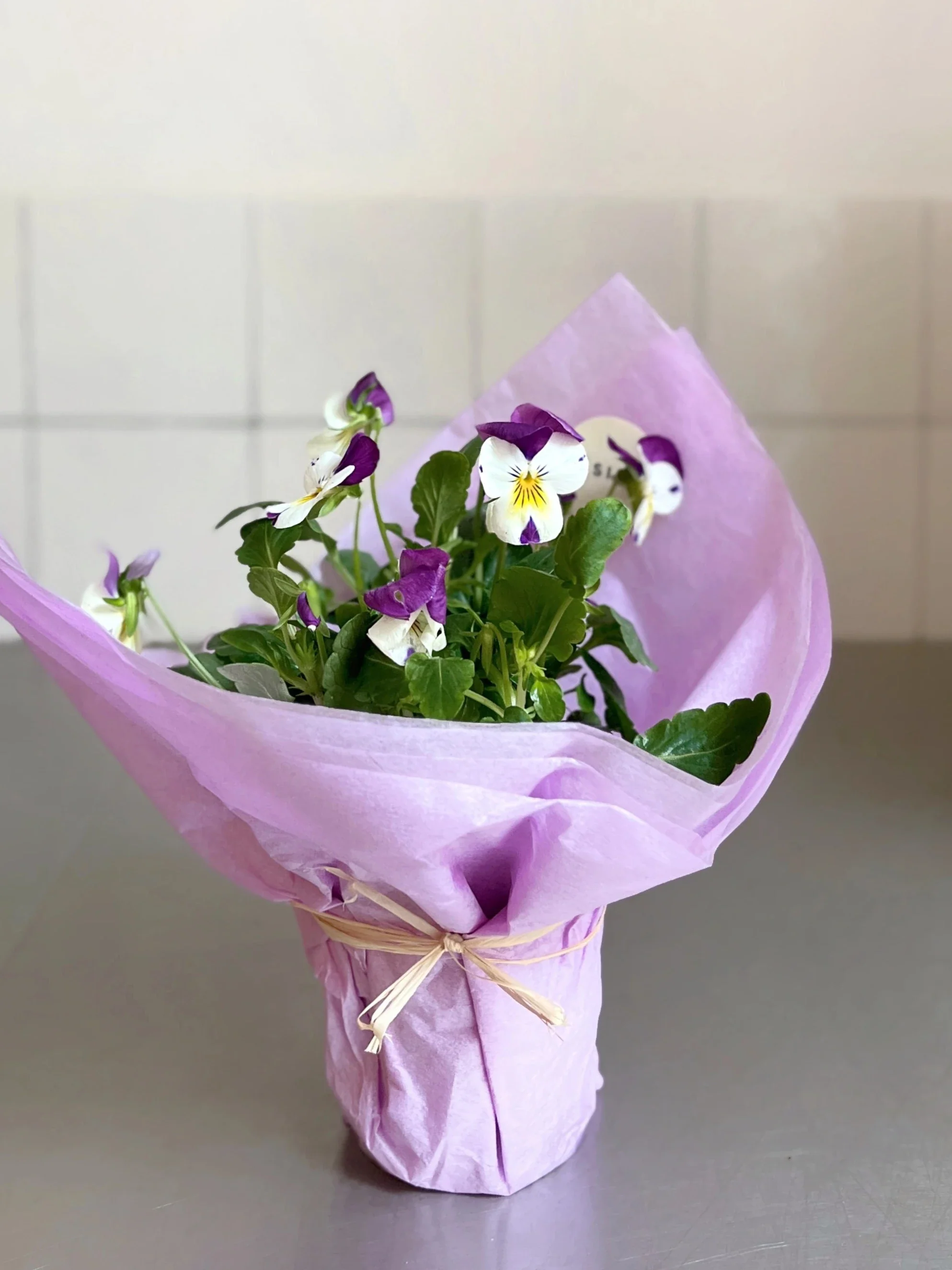 Petite plante fleurie en pot