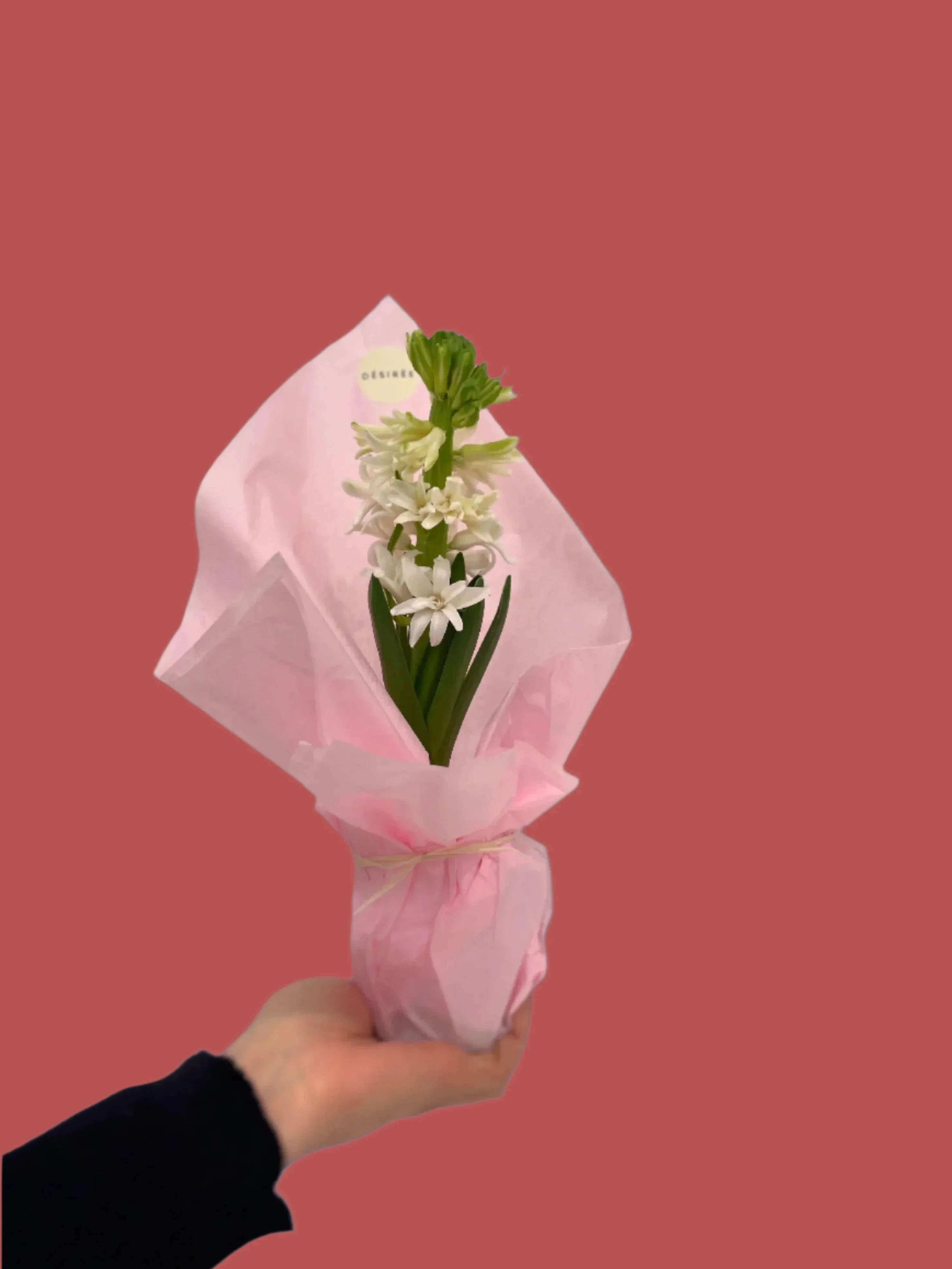 Petite plante fleurie en pot - Image 2