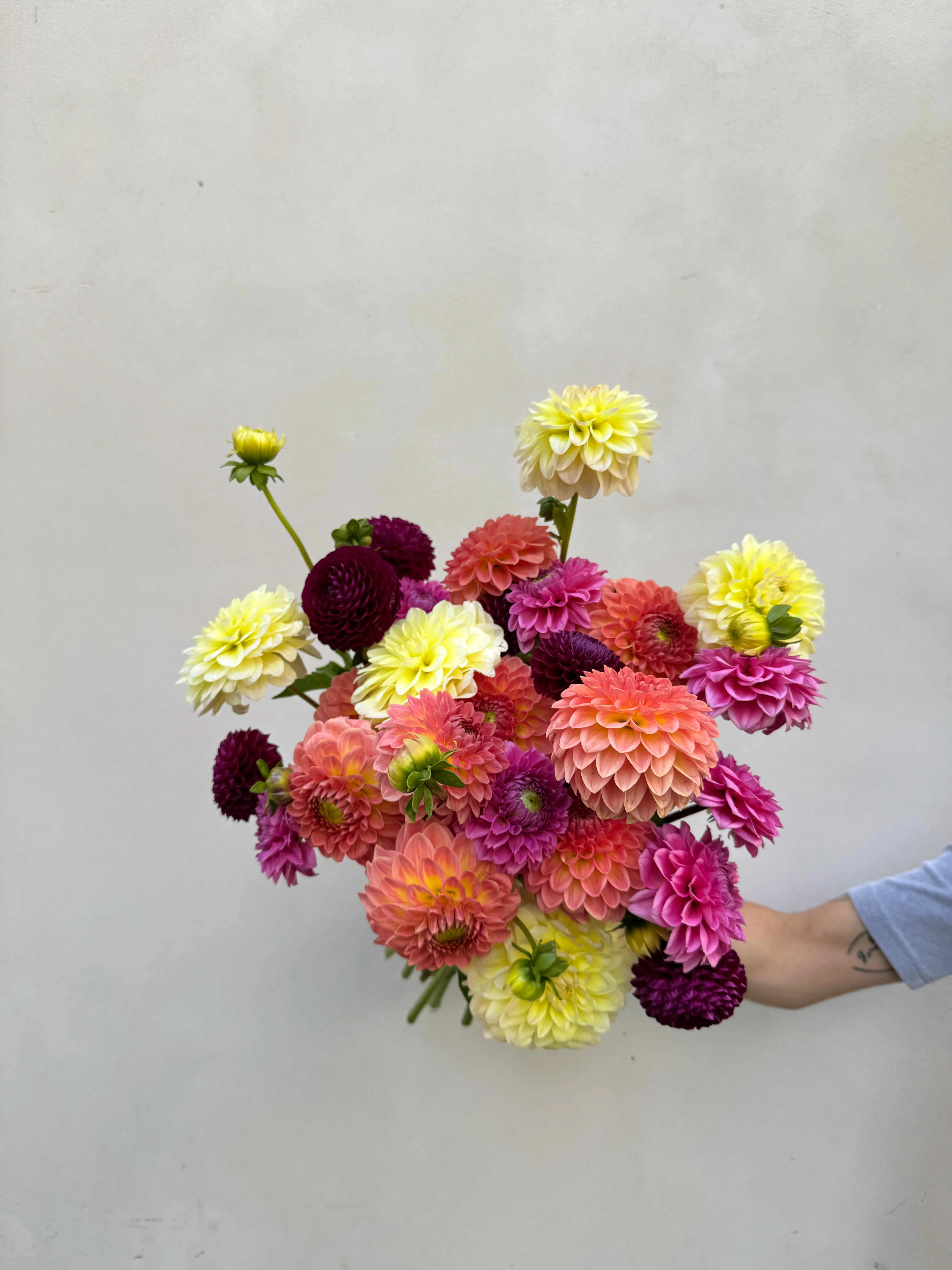 Giga Botte de dahlias d'Île de France 2025