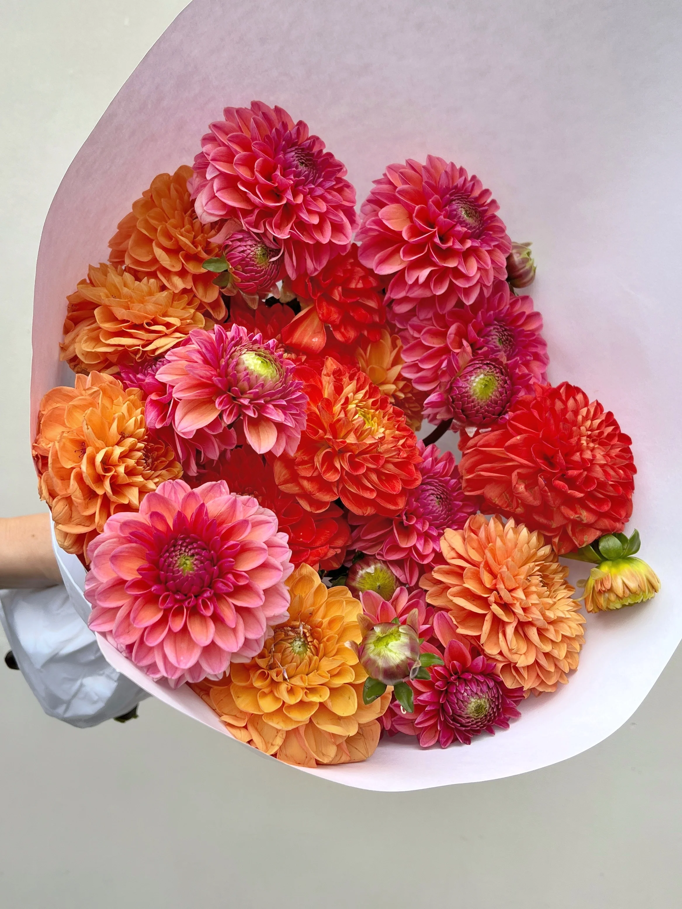 Giga Botte de dahlias d'Île de France 2025 - Image 2