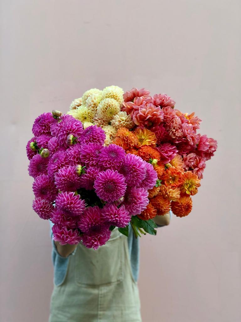 Giga Botte de dahlias d'Île de France 2025 - Image 5